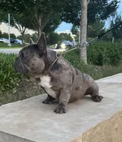 Dax, a male French Bulldog for sale in Dallas, TX – 2 of 3