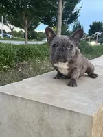 Dax, a male French Bulldog for sale in Dallas, TX – 3 of 3