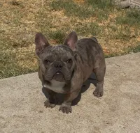 Dax, a male French Bulldog for sale in Dallas, TX – 3 of 3