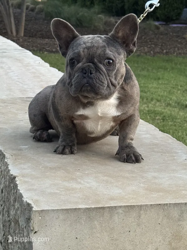 Dax – French Bulldog puppy for sale in Dallas, TX