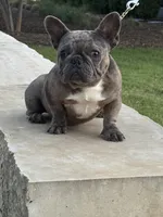 Dax, a male French Bulldog for sale in Dallas, TX – 1 of 3