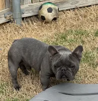 Blue, a male French Bulldog for sale in Dallas, TX – 3 of 3