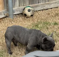 Blue, a male French Bulldog for sale in Dallas, TX – 2 of 3