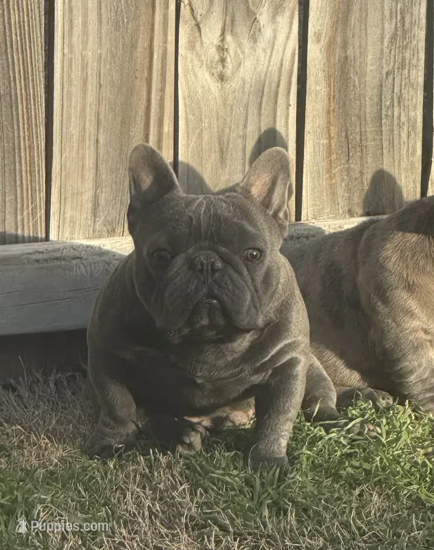 Blue – French Bulldog puppy for sale in Dallas, TX