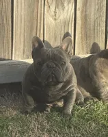 Blue, a male French Bulldog for sale in Dallas, TX – 1 of 3