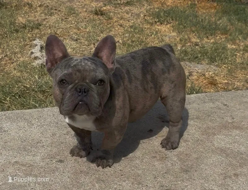 Dax – French Bulldog puppy for sale in Dallas, TX