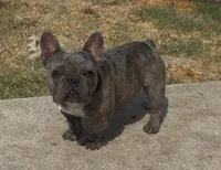 Dax, a male French Bulldog for sale in Dallas, TX – 1 of 3