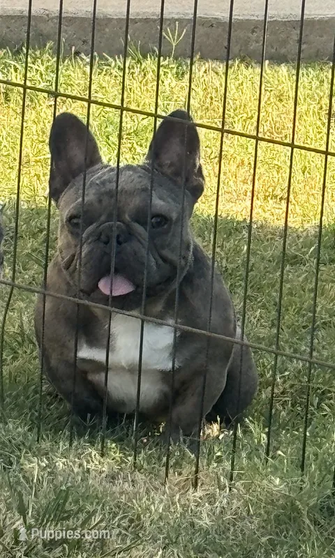 Dax – French Bulldog puppy for sale in Dallas, TX