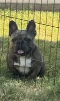 Dax, a male French Bulldog for sale in Dallas, TX – 1 of 3