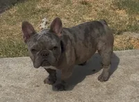 Dax, a male French Bulldog for sale in Dallas, TX – 2 of 3