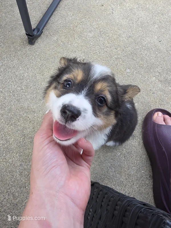 Janet – Pembroke Welsh Corgi puppy for sale in Lebanon, OH
