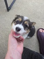 Janet, a female Pembroke Welsh Corgi for sale in Lebanon, OH – 1 of 1