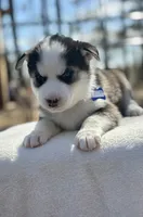 processed/6a9f6a0a-5452-49de-ac98-4582f817cc30/listing/10272e16-d3a6-4f9a-babd-97e16f841990/b3c2e1ec-34ff-4135-a21e-142f54f9c170