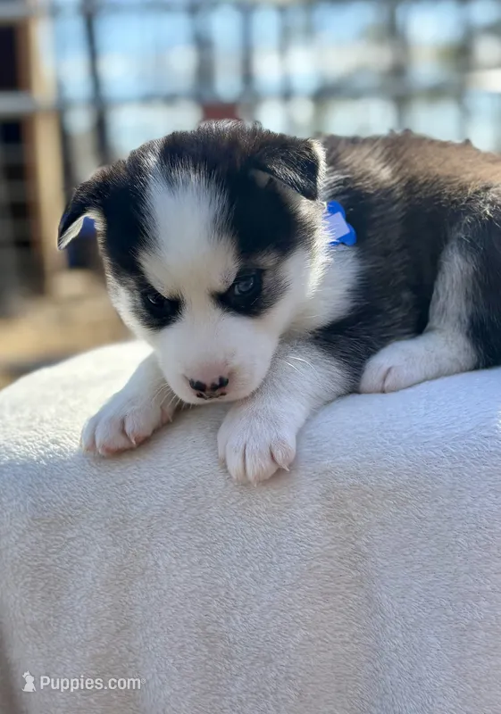 Ausky “blue eyes”*reduced*