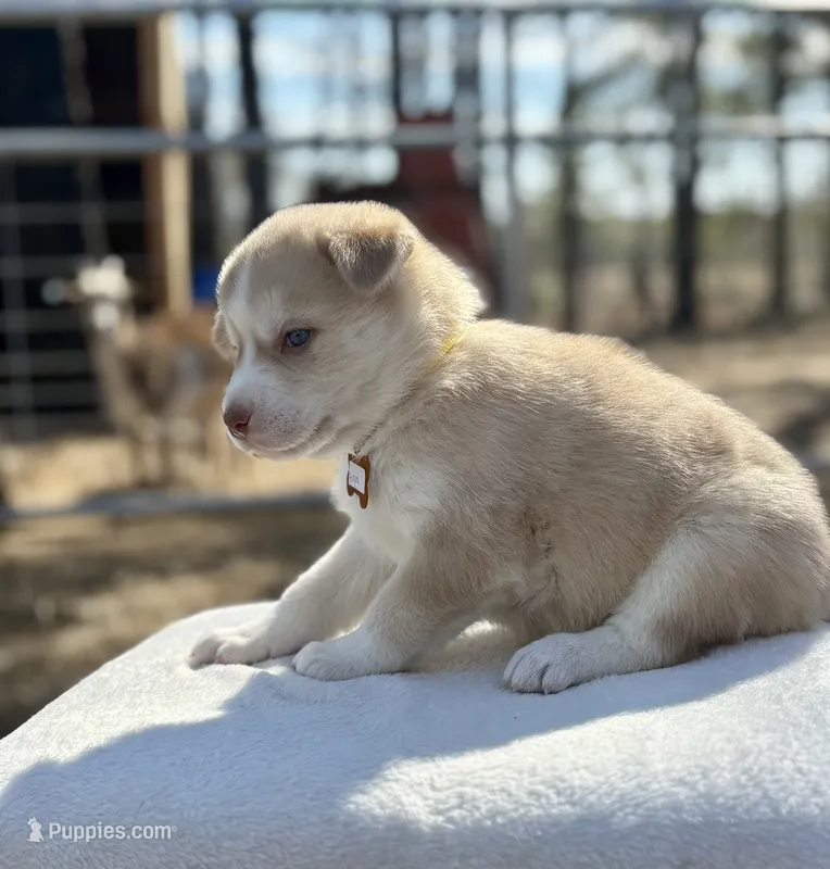 Aurora(Blue eyes)*reduced*