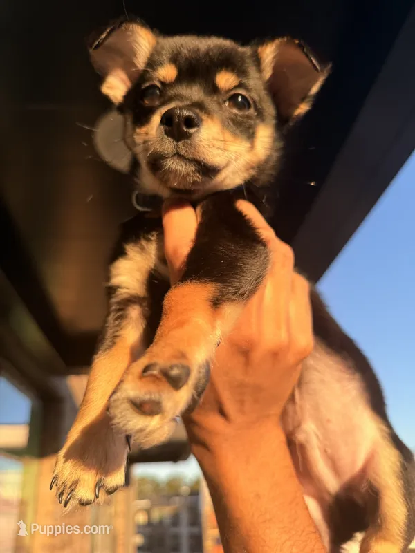 Bentley – Chihuahua puppy for sale in Duluth, GA