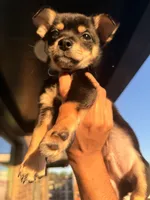 Bentley, a male Chihuahua for sale in Duluth, GA – 1 of 5