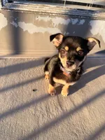 Bentley, a male Chihuahua for sale in Duluth, GA – 4 of 5