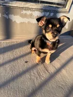 Bentley, a male Chihuahua for sale in Duluth, GA – 5 of 5
