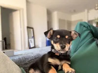 Bentley, a male Chihuahua for sale in Duluth, GA – 2 of 5
