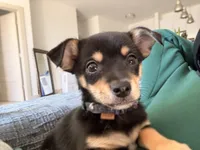 Bentley, a male Chihuahua for sale in Duluth, GA – 3 of 5