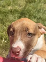 Latto, a female American Pit Bull Terrier for sale in Allen Park, MI – 6 of 10