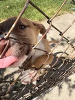 Latto, a female American Pit Bull Terrier for sale in Allen Park, MI – 7 of 10
