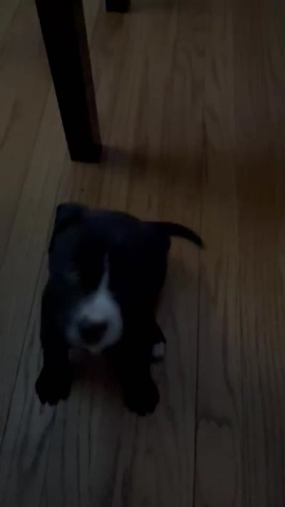 Remy , a female American Pit Bull Terrier for sale in Allen Park, MI – 6 of 6