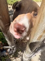 Latto, a female American Pit Bull Terrier for sale in Allen Park, MI – 9 of 10