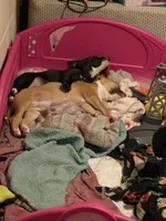 Latto, a female American Pit Bull Terrier for sale in Allen Park, MI – 2 of 10