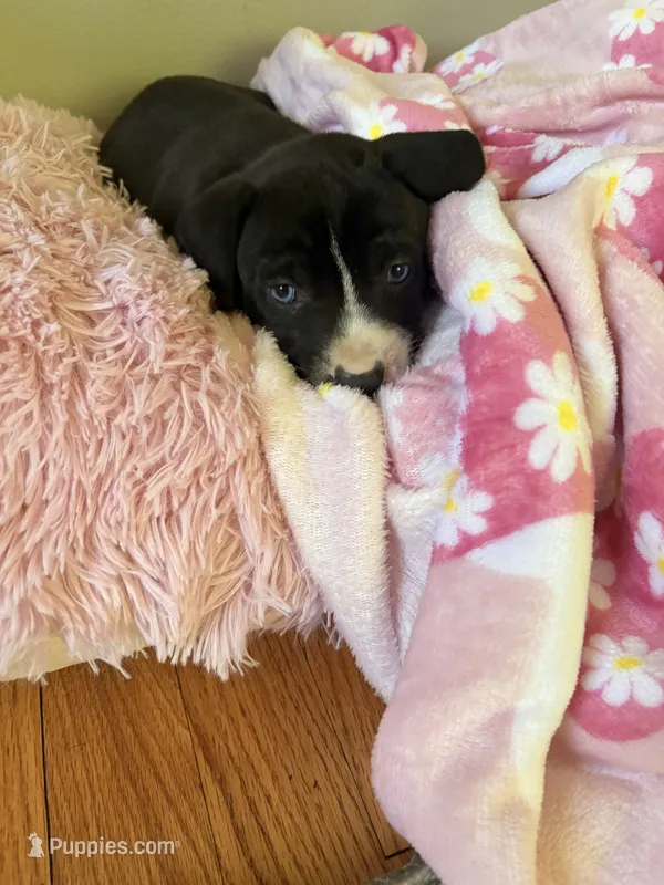 Remy  – American Pit Bull Terrier puppy for sale in Allen Park, MI