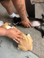 Latto, a female American Pit Bull Terrier for sale in Allen Park, MI – 3 of 10