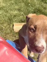 Latto, a female American Pit Bull Terrier for sale in Allen Park, MI – 4 of 7