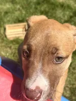 Latto, a female American Pit Bull Terrier for sale in Allen Park, MI – 5 of 7