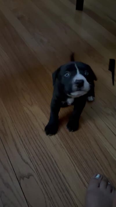 Remy , a female American Pit Bull Terrier for sale in Allen Park, MI – 5 of 6