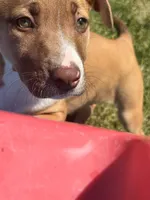 Latto, a female American Pit Bull Terrier for sale in Allen Park, MI – 10 of 10