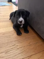 Remy , a female American Pit Bull Terrier for sale in Allen Park, MI – 2 of 3
