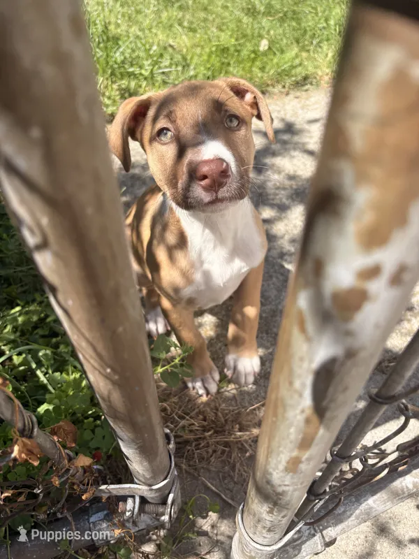 Latto – American Pit Bull Terrier puppy for sale in Allen Park, MI