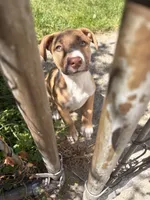 Latto, a female American Pit Bull Terrier for sale in Allen Park, MI – 1 of 10