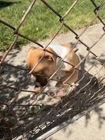 Latto, a female American Pit Bull Terrier for sale in Allen Park, MI – 8 of 10