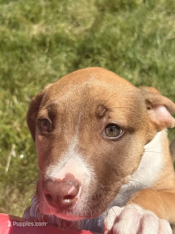 Latto – American Pit Bull Terrier puppy for sale in Allen Park, MI