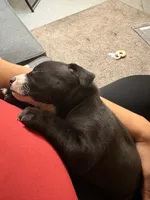 Remy , a female American Pit Bull Terrier for sale in Allen Park, MI – 1 of 3