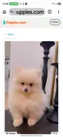 Teddy , a male Pomeranian for sale in Shelby, NC – 2 of 2
