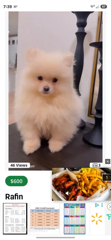 Teddy  – Pomeranian puppy for sale in Shelby, NC