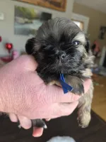 Rip, a male Shih Tzu for sale in Canfield, OH – Photo 2 of 5