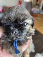 Rip, a male Shih Tzu for sale in Canfield, OH – Photo 4 of 5