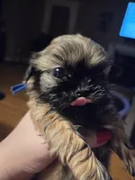 Rip, a male Shih Tzu for sale in Canfield, OH – Photo 5 of 5