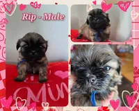 Rip, a male Shih Tzu for sale in Canfield, OH – Photo 1 of 5