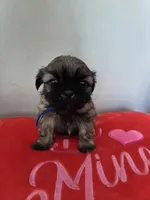 Rip, a male Shih Tzu for sale in Canfield, OH – Photo 3 of 5