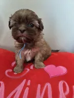 Jack, a male Shih Tzu for sale in Canfield, OH – Photo 2 of 3